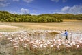 Flamingos in the desert